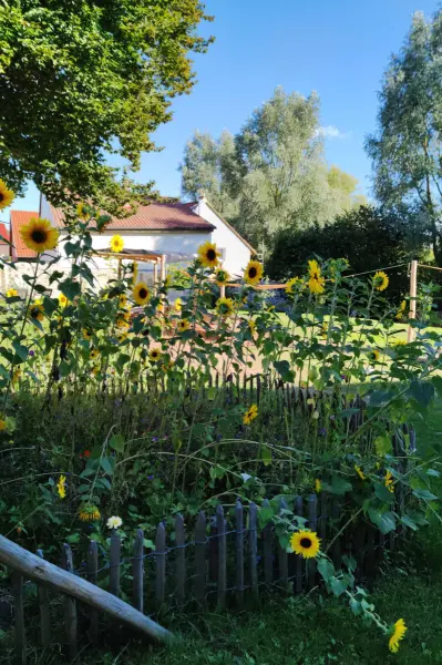 Sonnenblumen im Garten